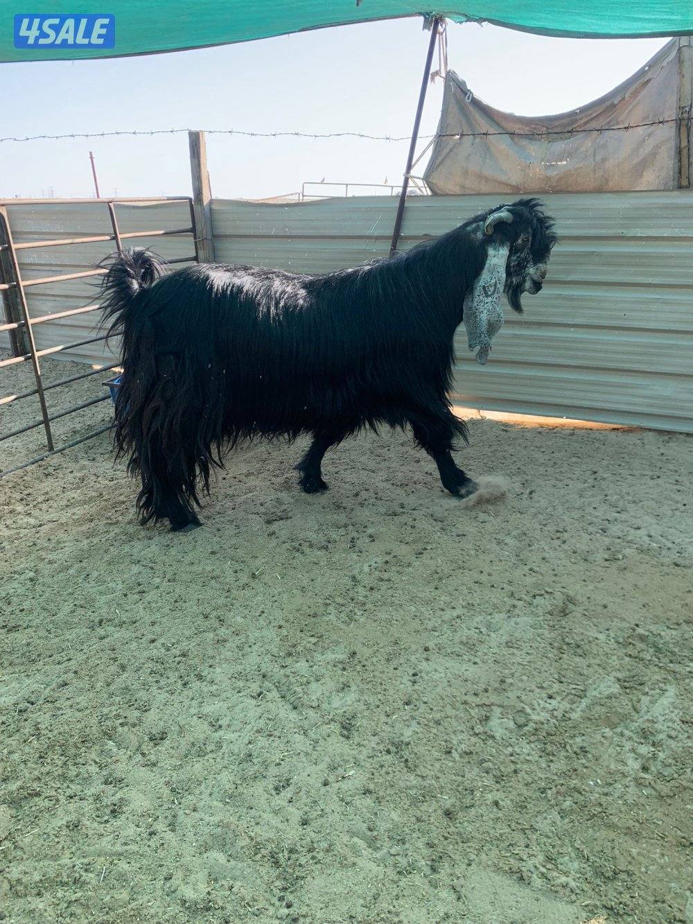 للبيع فحل شرط القريع3