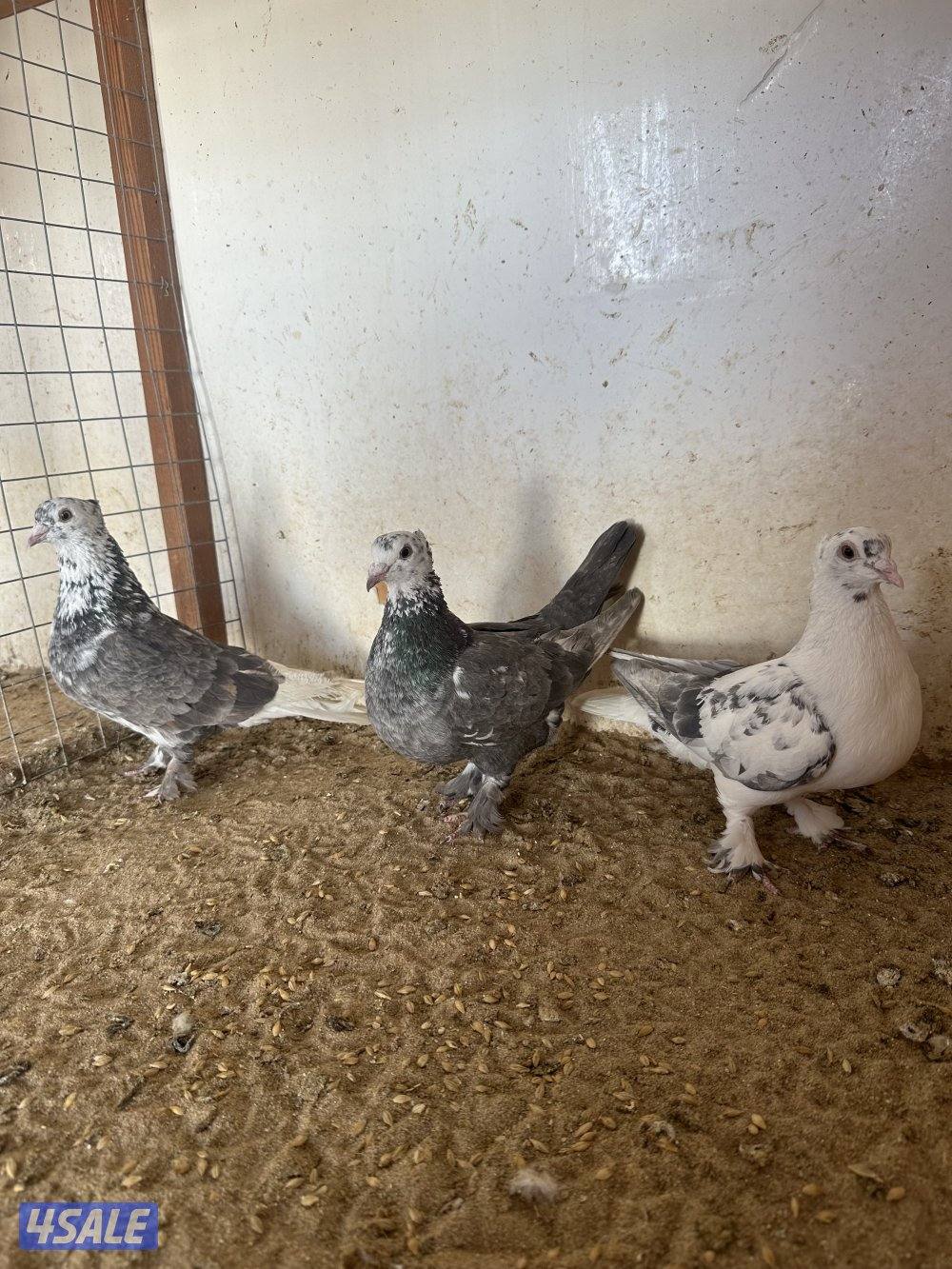 للبيع حمام ايراني0