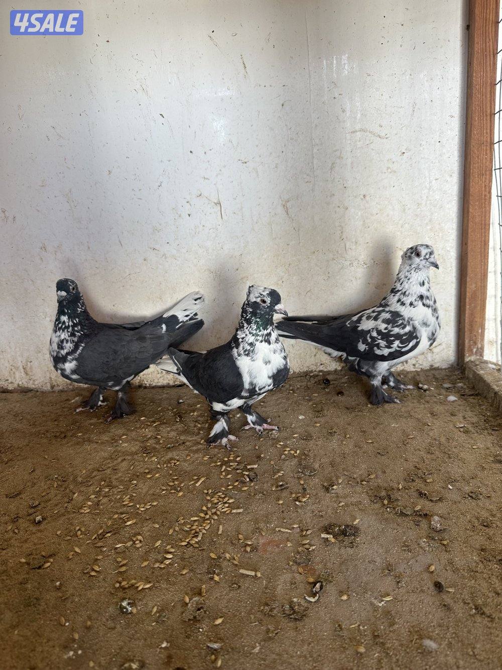 للبيع حمام ايراني1