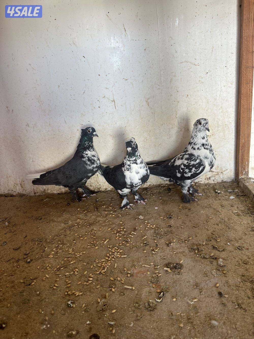 للبيع حمام ايراني2