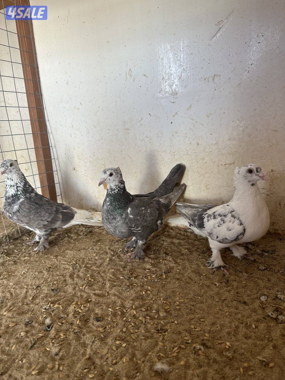 للبيع حمام ايراني3