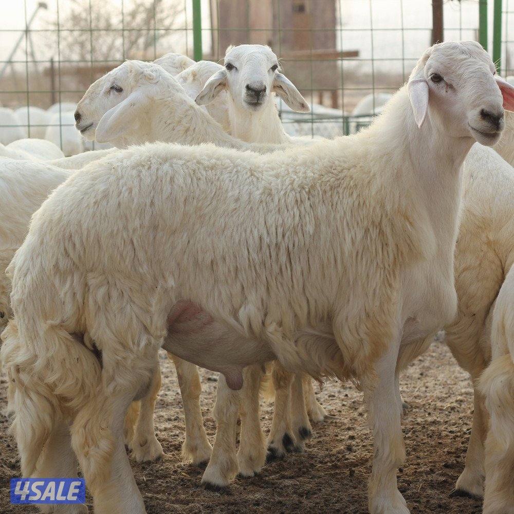 خدمات الماشيه0