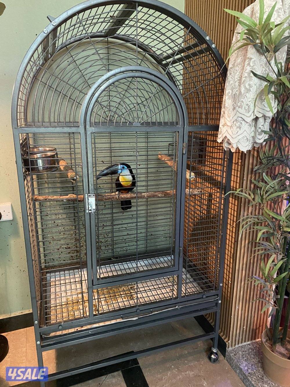 توكان من النوادر0