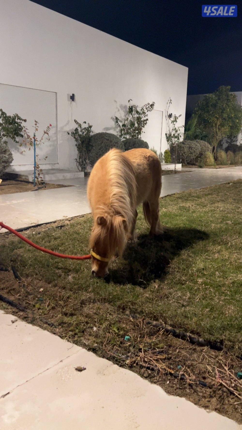 للايجار بونية فرس جميل للتصوير ويوجد نطاطيات6