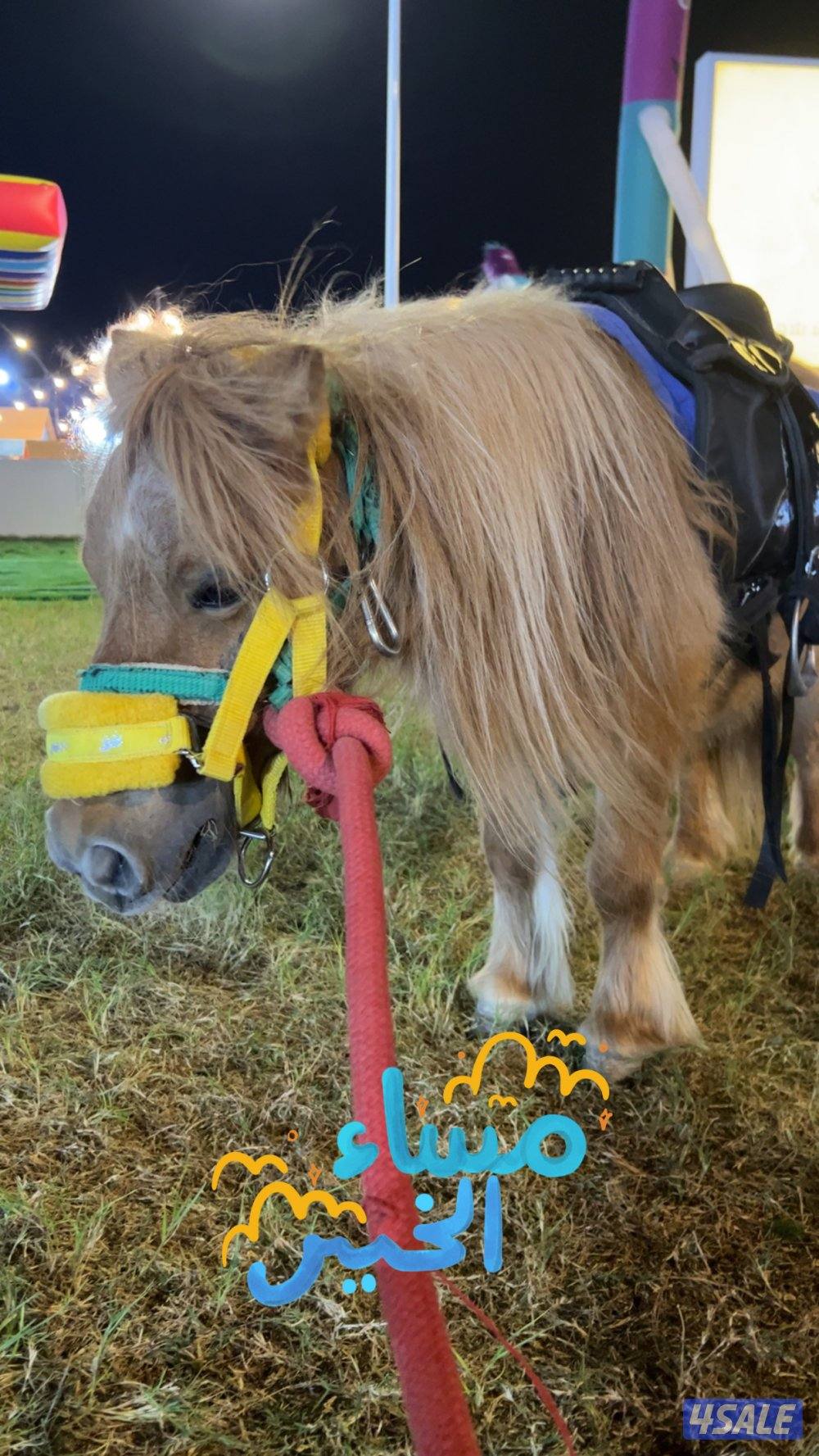 للايجار بونية فرس جميل للتصوير ويوجد نطاطيات7