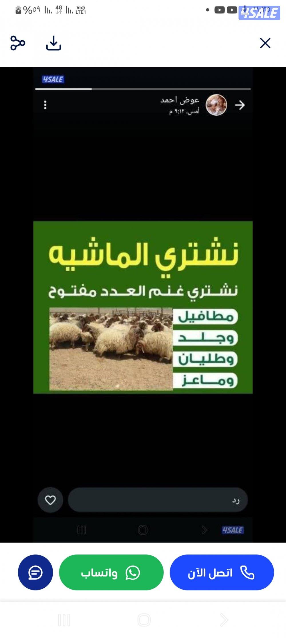 نشتري غنم ومعزه والعدد مفتوح0