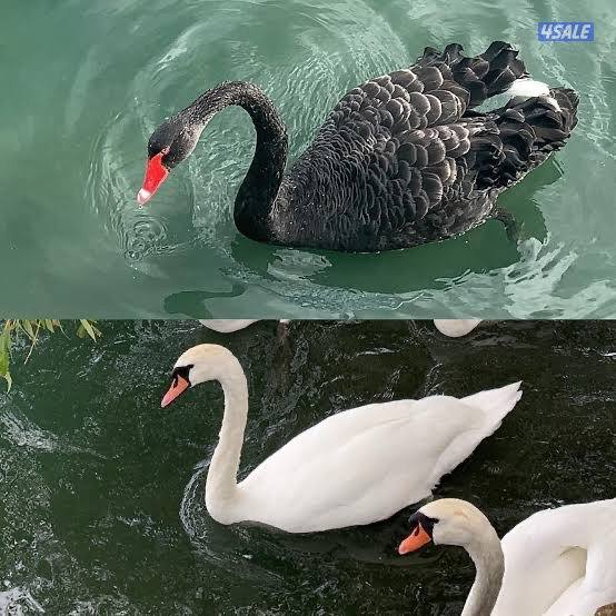 اسوان ابيض و اسود0