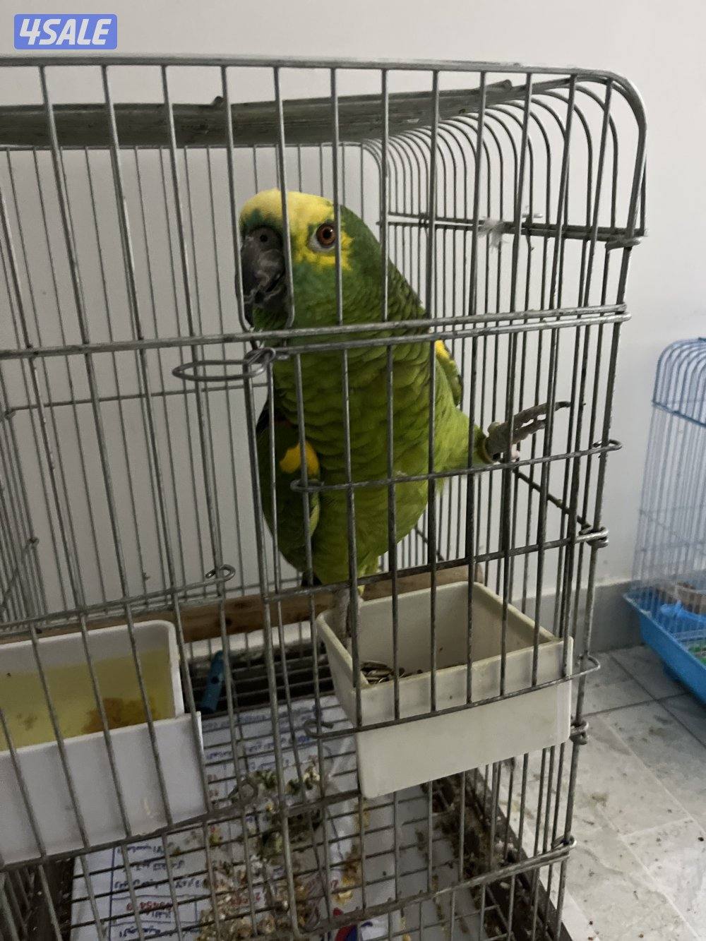 بلو فريندتد طير مافيه عض و يتكلم يقلد الكلام اللي يسمعه0