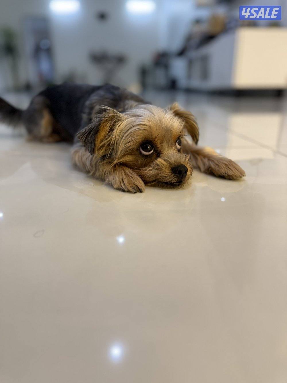 للبيع يورك شاير نثيه1