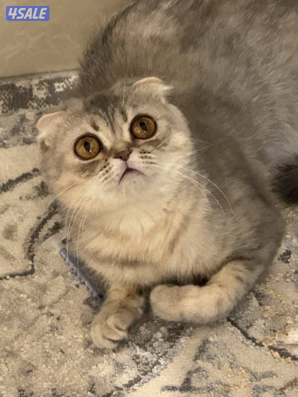 للتبني  سكوتش فولد وبرتش شورت هير بيور.0