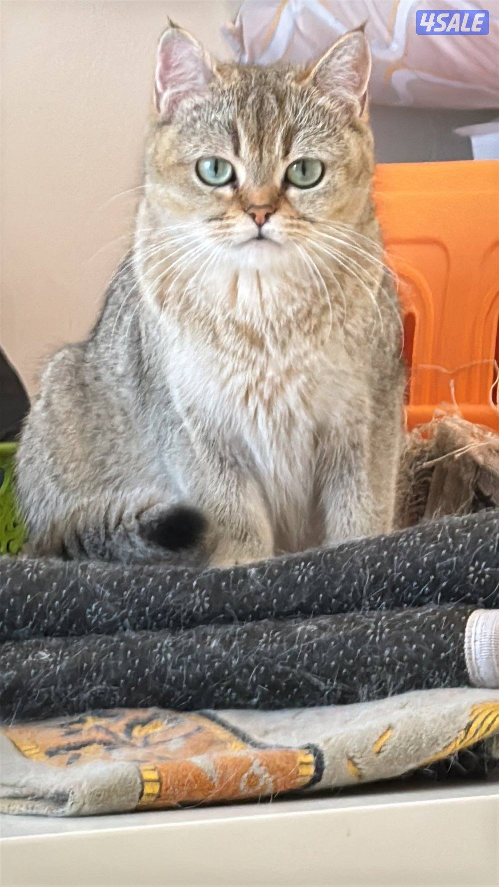 للتبني  سكوتش فولد وبرتش شورت هير بيور.1