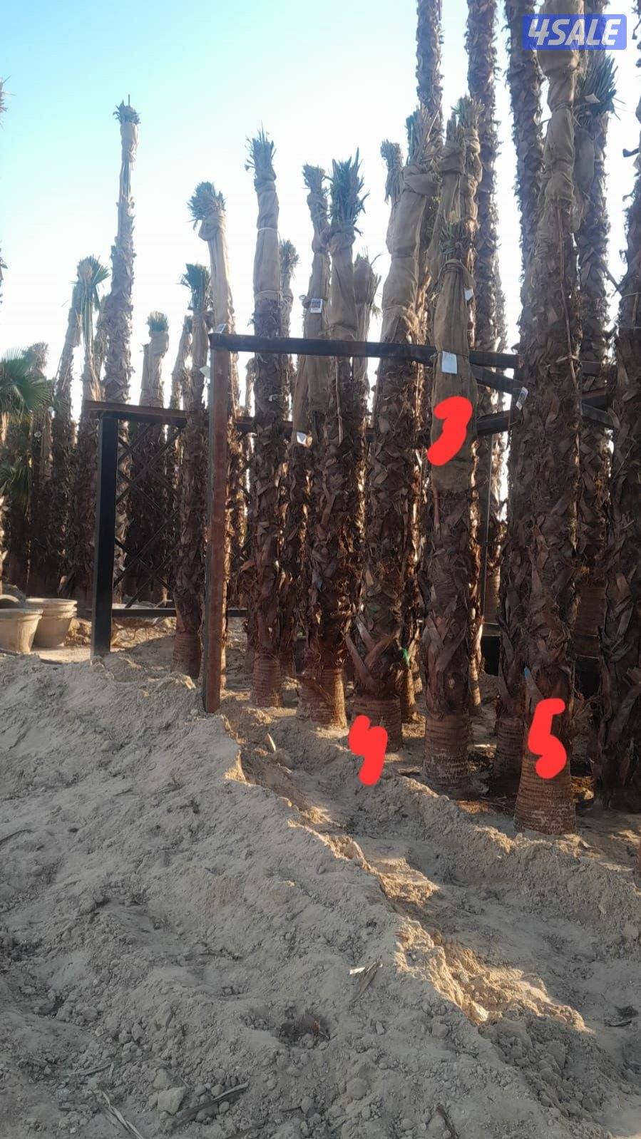 تنسيق حدائق13