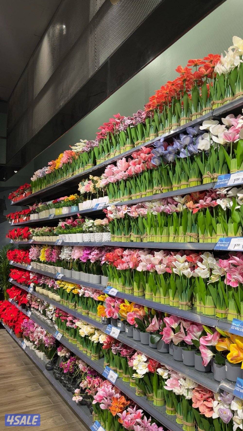 باحثة عن عمل0