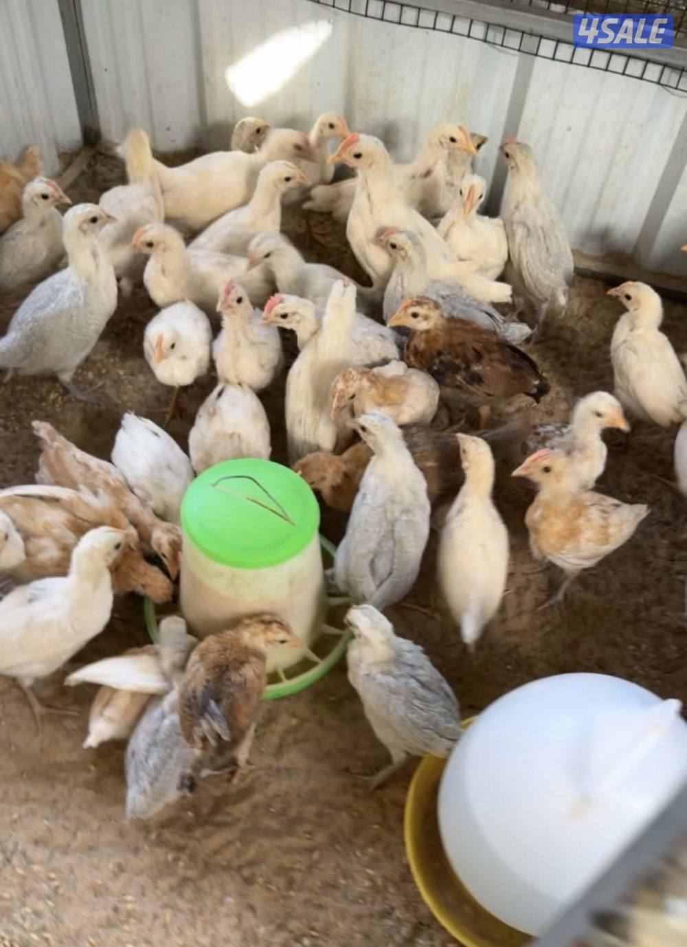 للبيع دجاج فيومي و عربي1