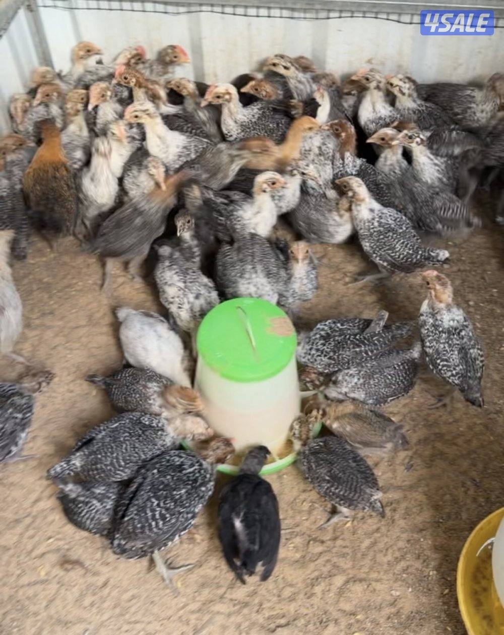 للبيع دجاج فيومي و عربي0