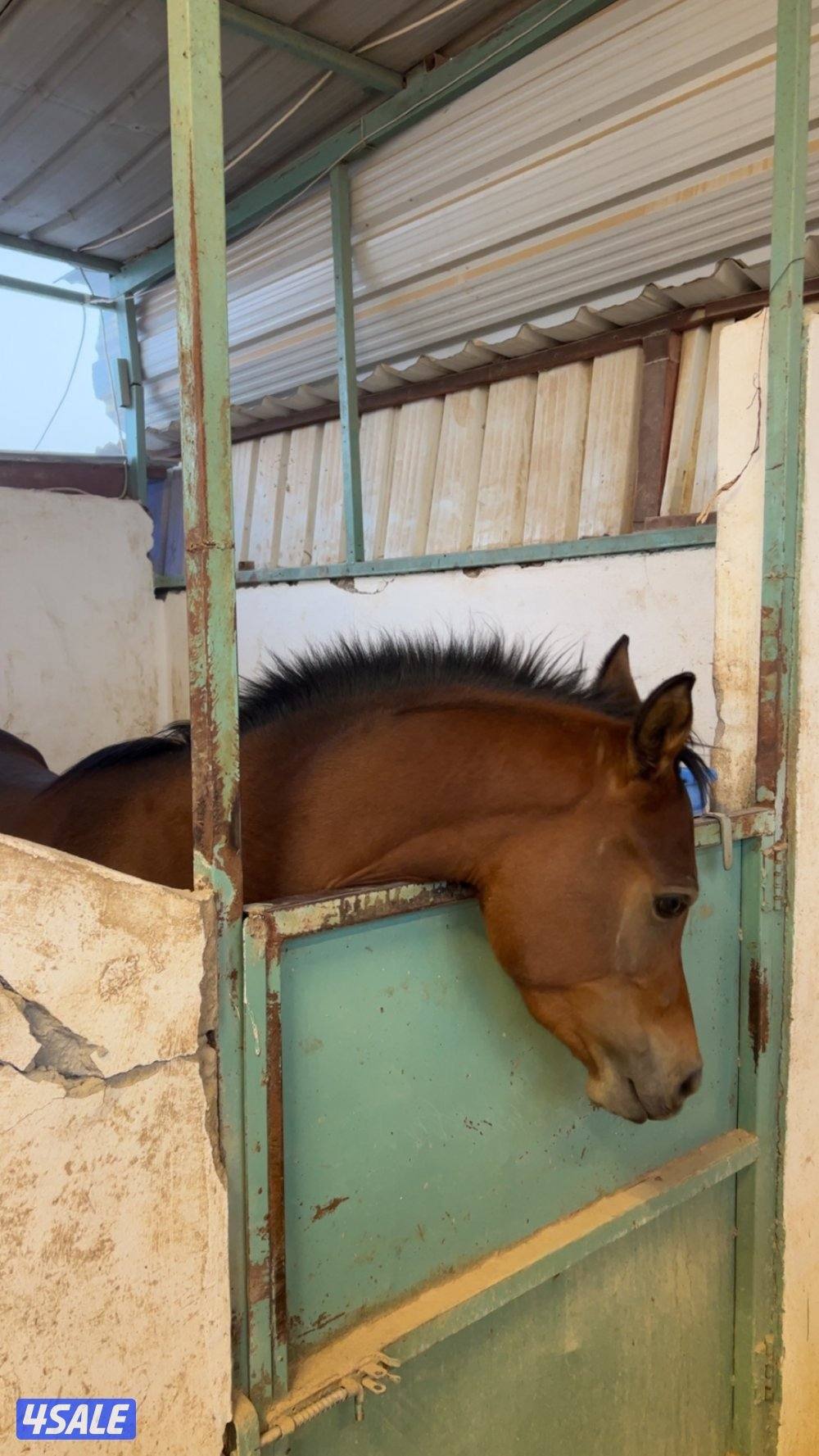 مهر مصري مع أوراقه0