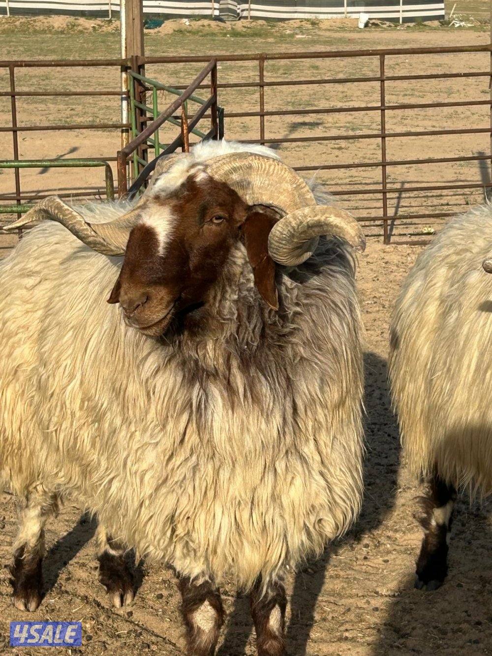 للبيع فحول اثنين هد0