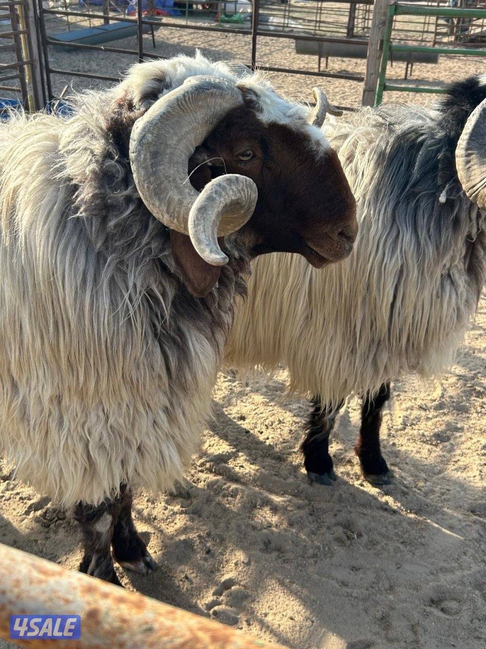 للبيع فحول اثنين هد1