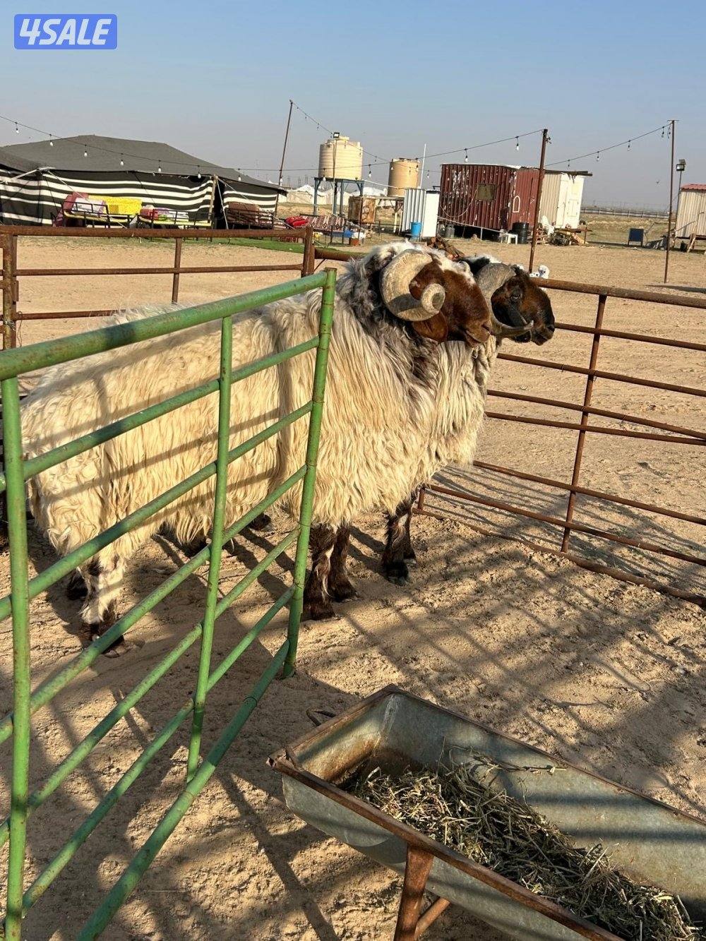 للبيع فحول اثنين هد3