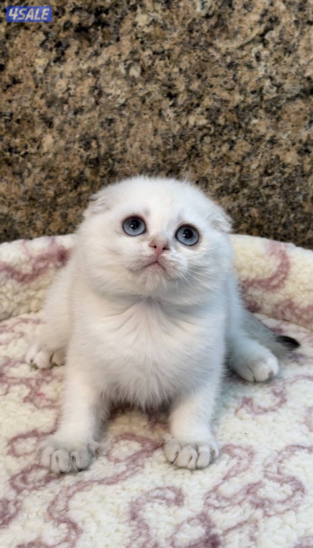 Scottish fold shorthair female0