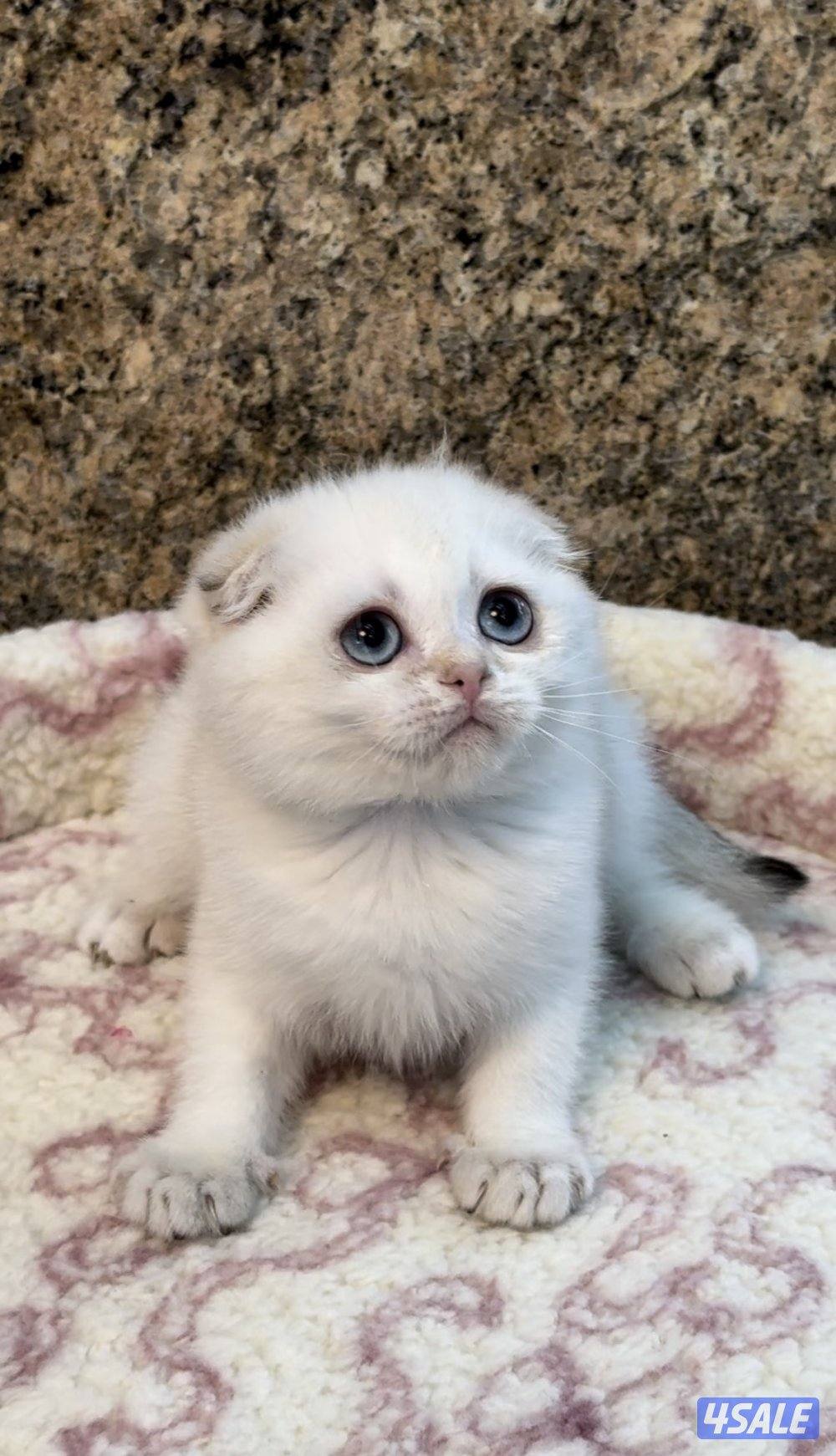 Scottish fold shorthair female1