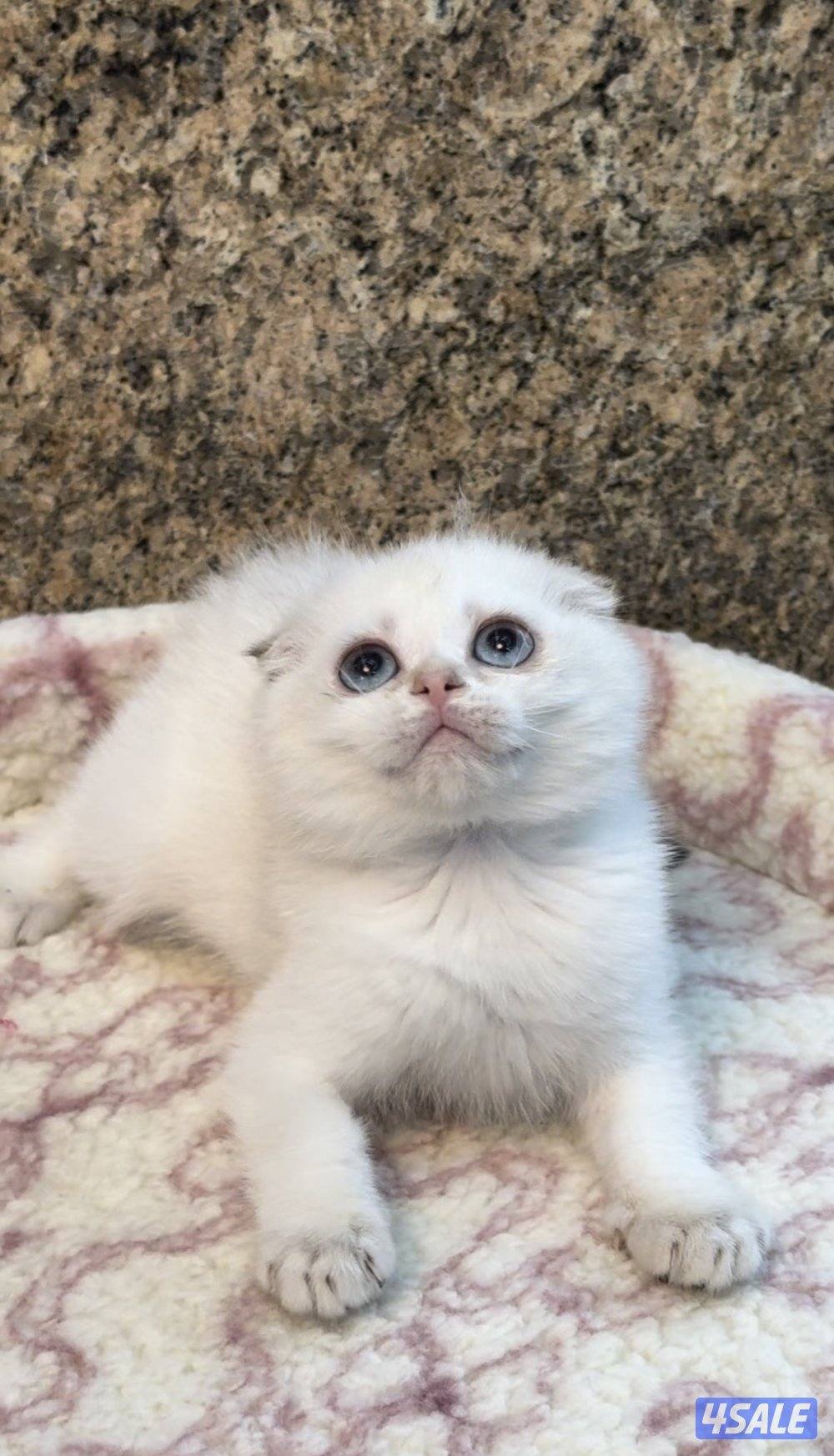 Scottish fold shorthair female2