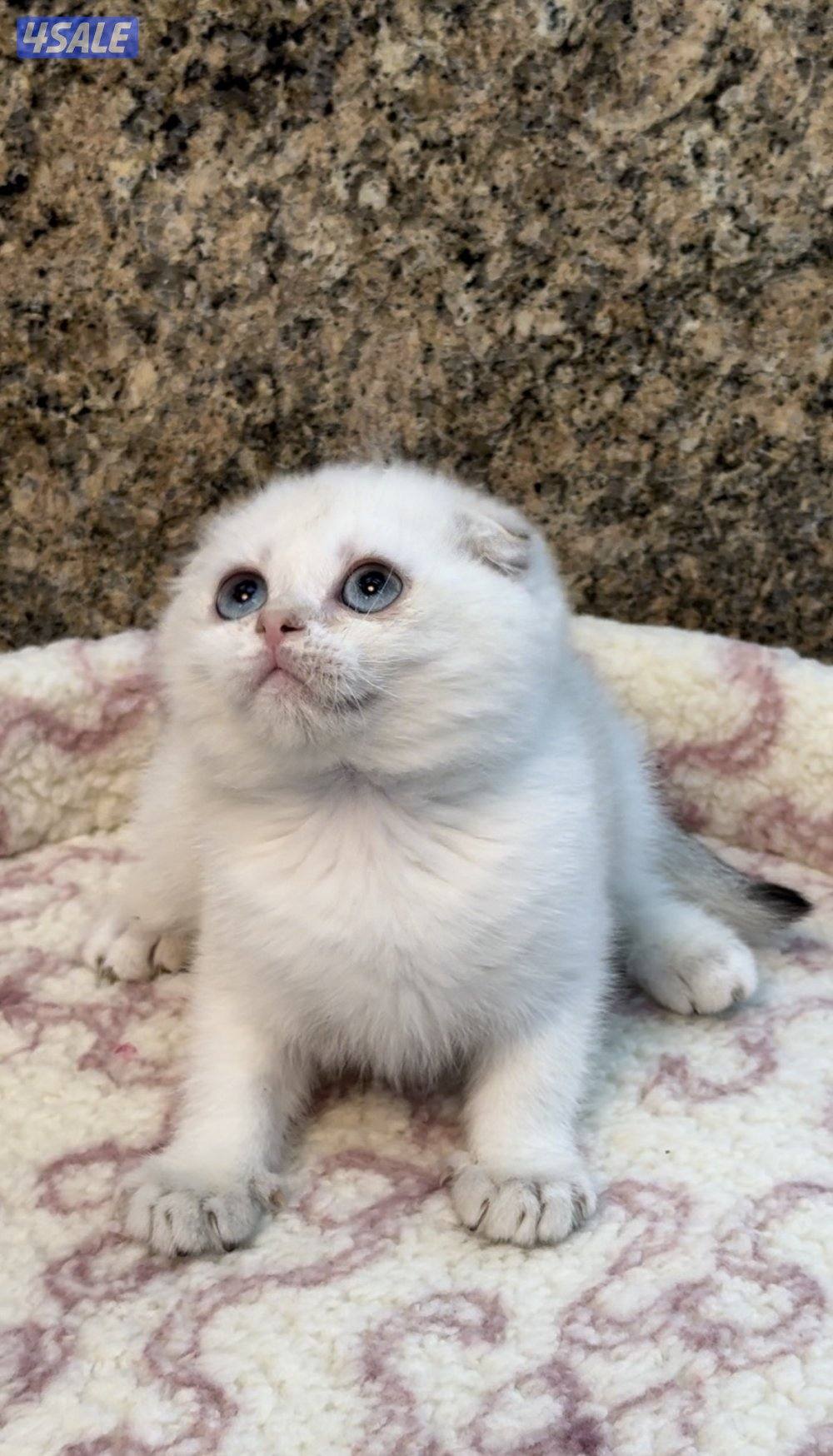 Scottish fold shorthair female5