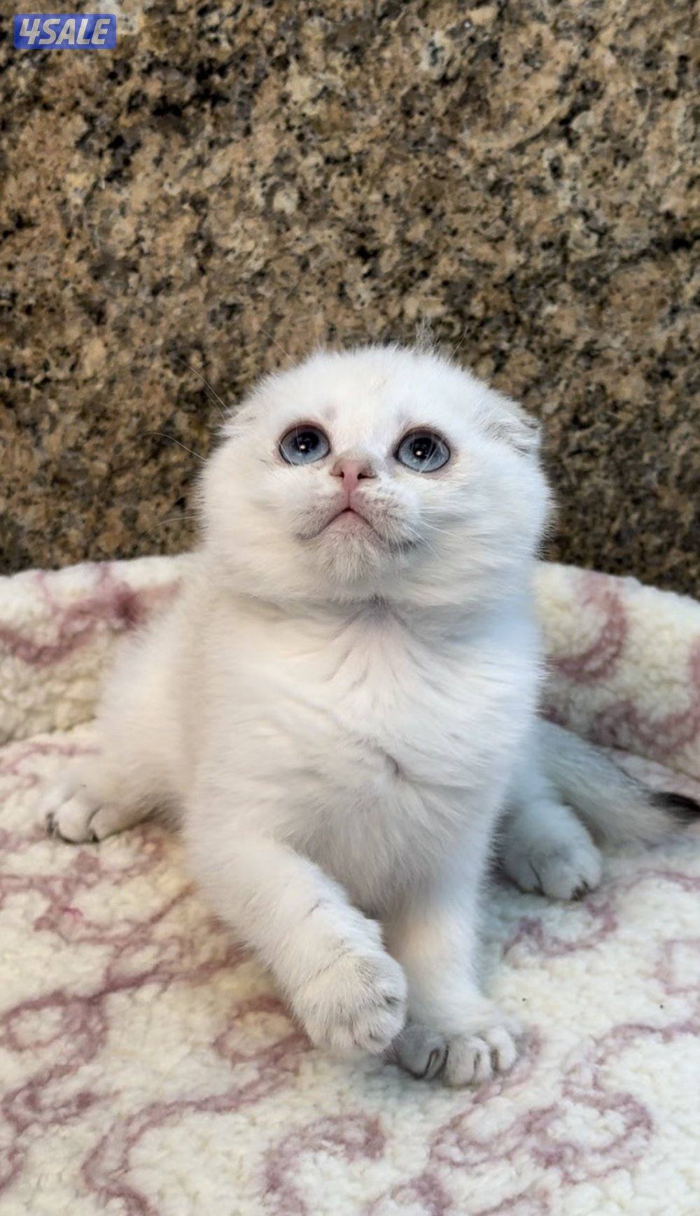 Scottish fold shorthair female6