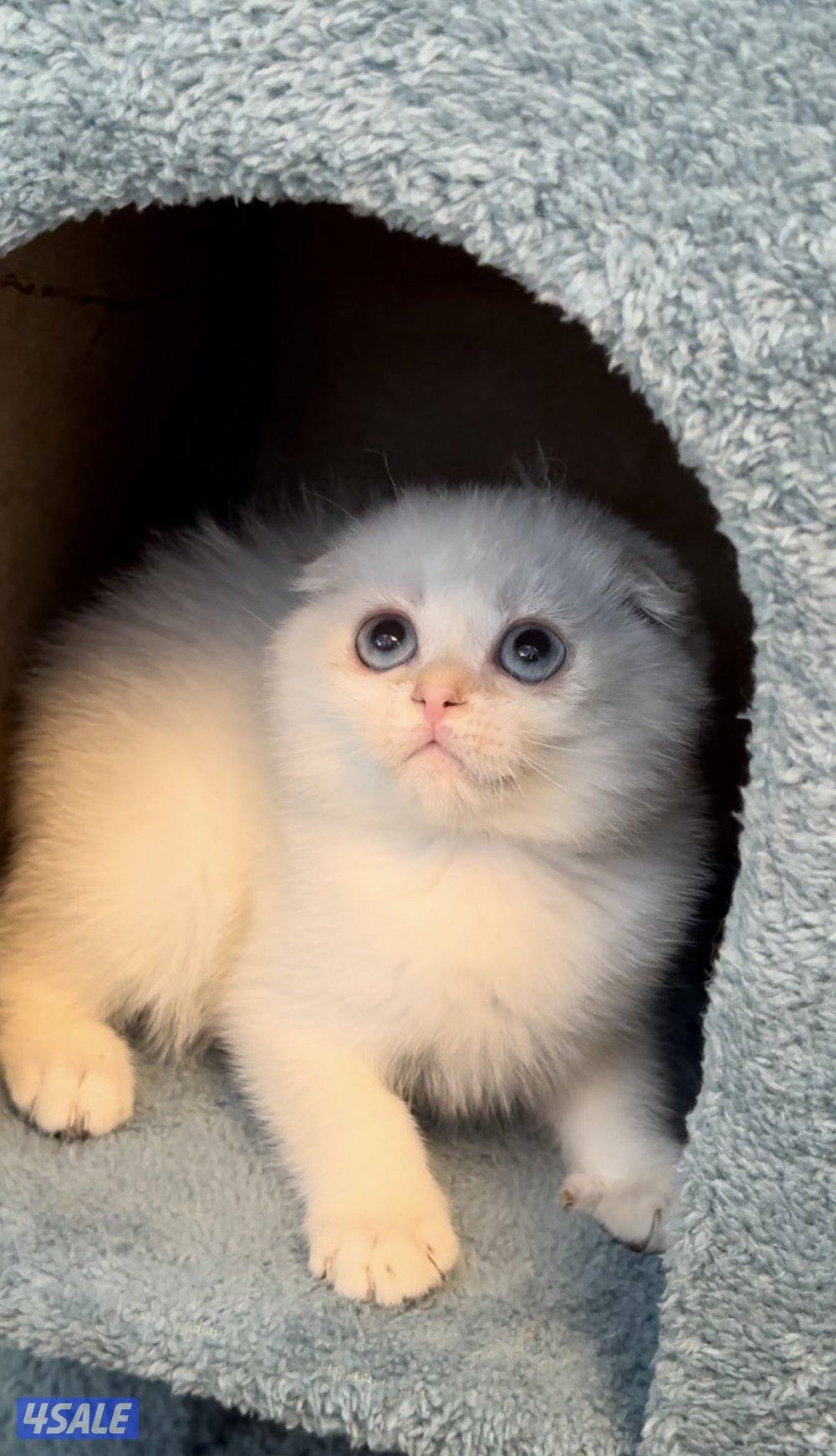 Scottish fold shorthair female7