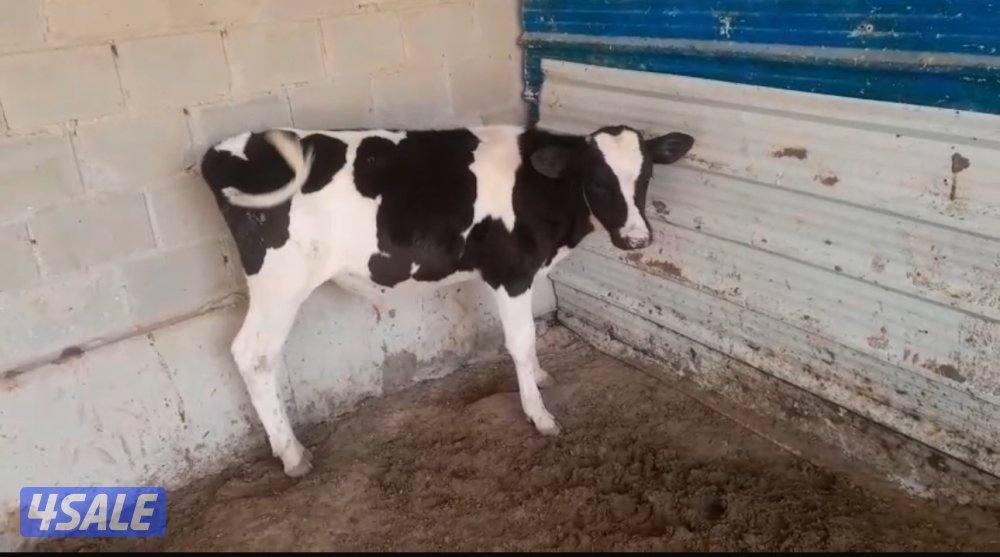 عجول للبيع0