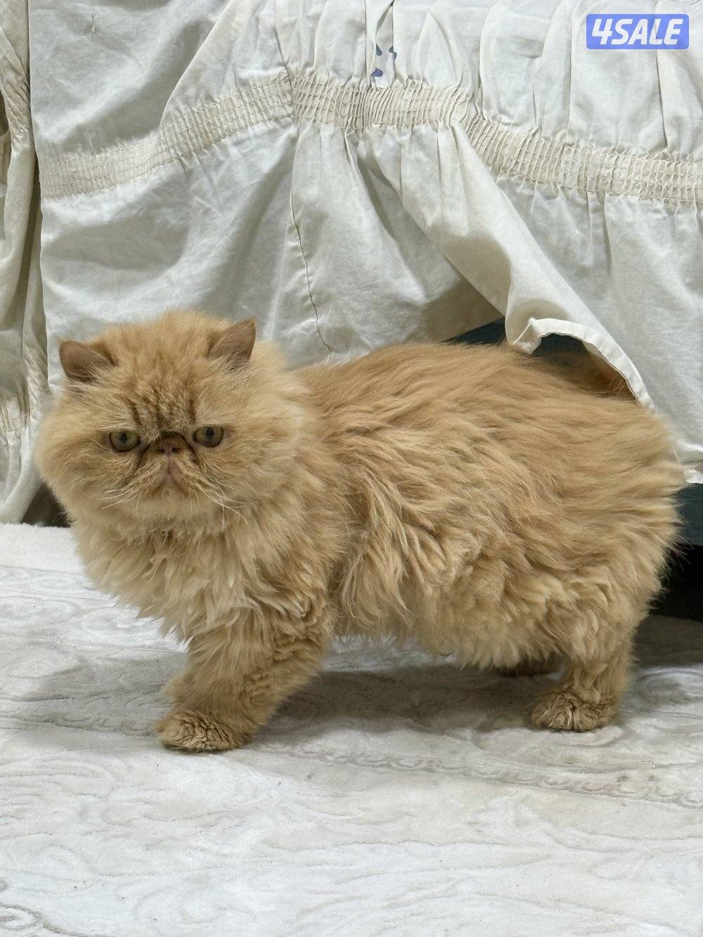 ذكر بيكي فيس بيووور.  معقم1