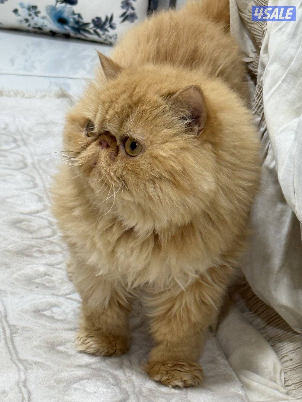 ذكر بيكي فيس بيووور.  معقم0