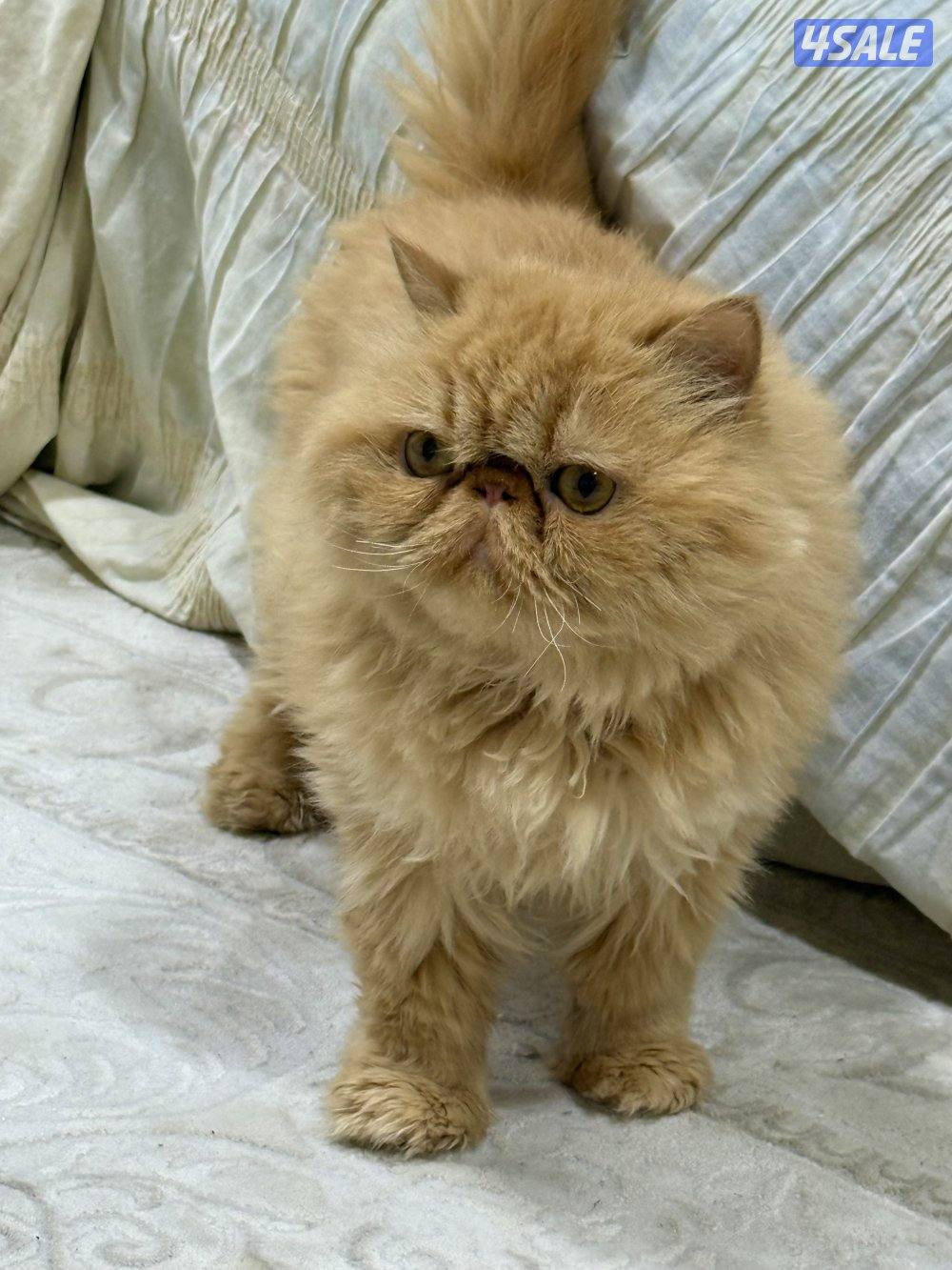 ذكر بيكي فيس بيووور.  معقم2