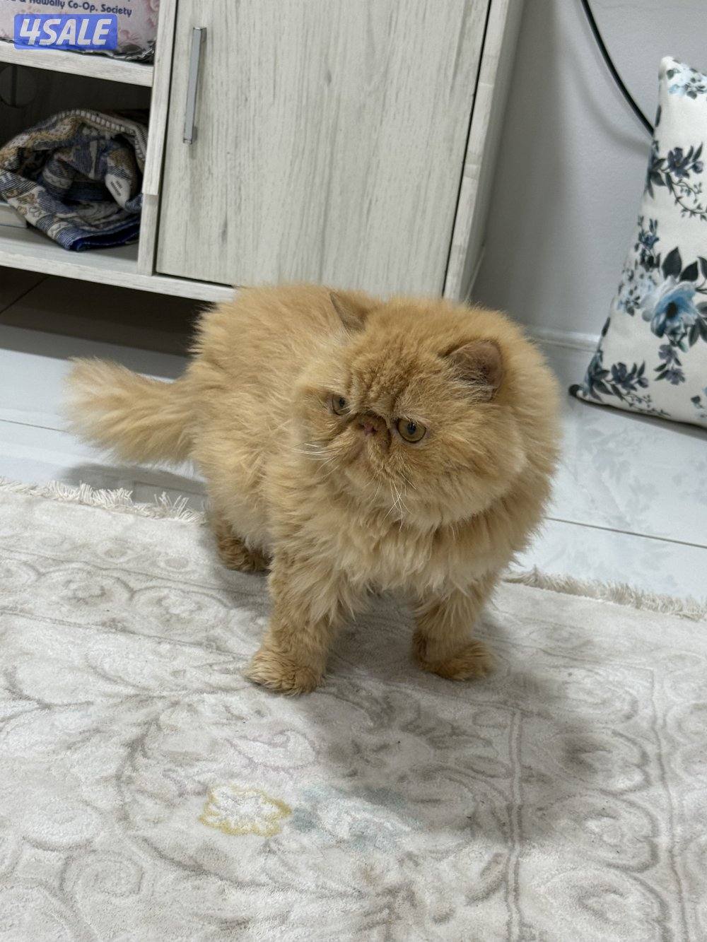 ذكر بيكي فيس بيووور.  معقم3