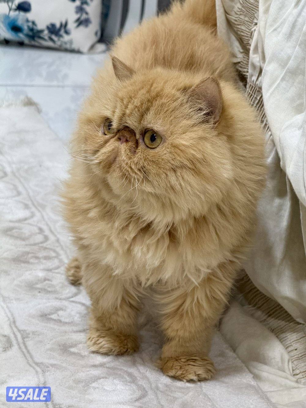 ذكر بيكي فيس بيووور.  معقم4