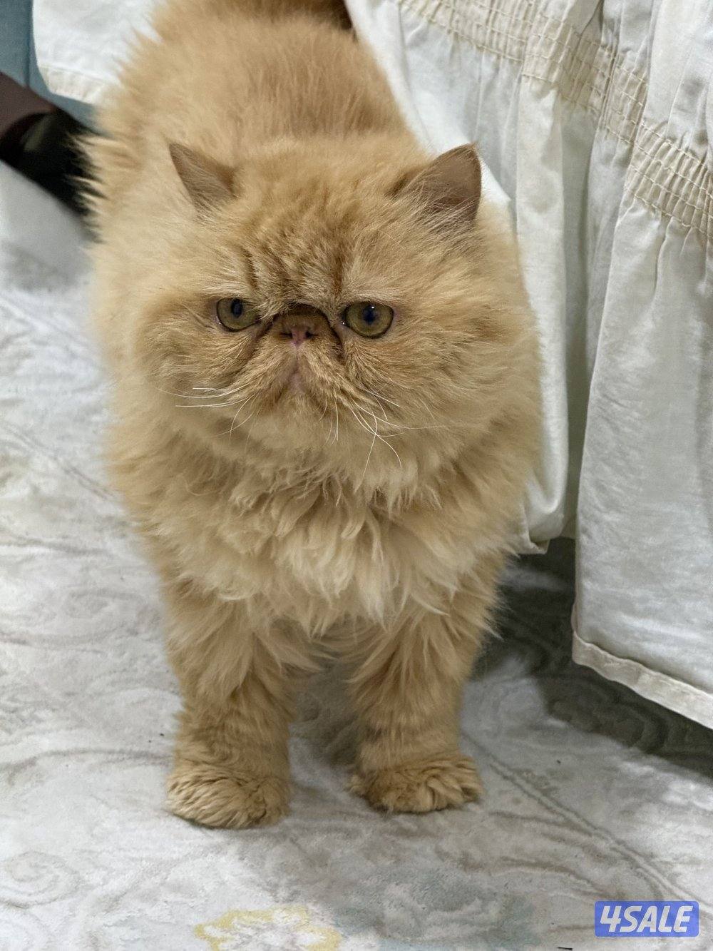 ذكر بيكي فيس بيووور.  معقم5