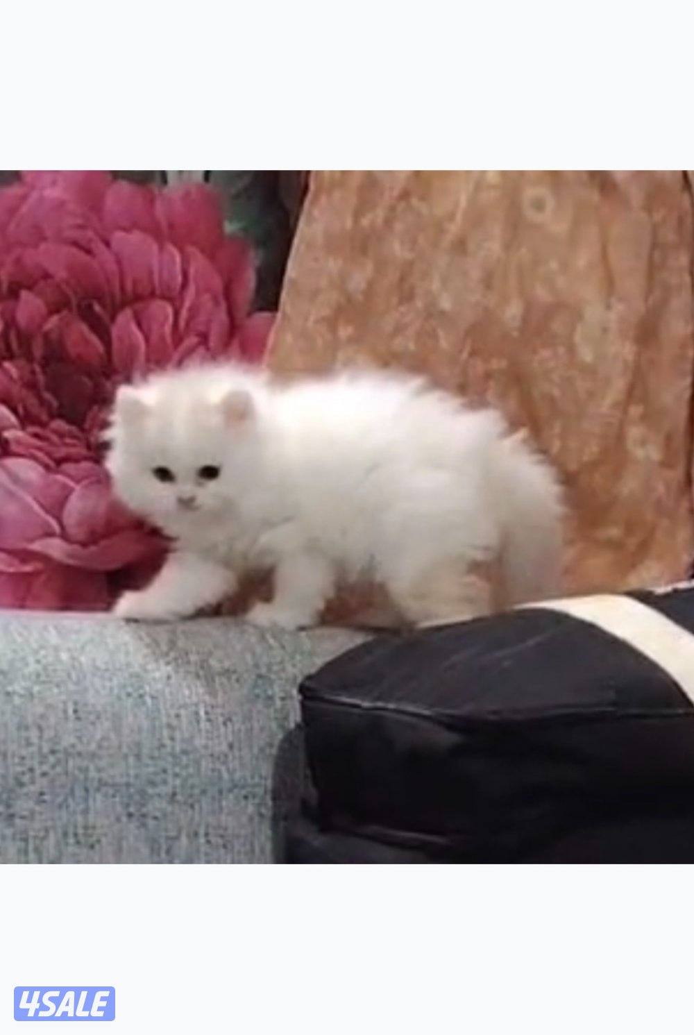 للبيع قطوه شيرازيها العمر شهرين الصحه تمام لعوب1