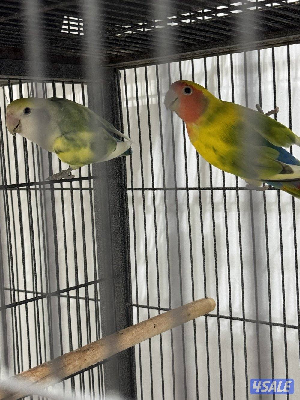 للبيع على ازواج لو بيرد4