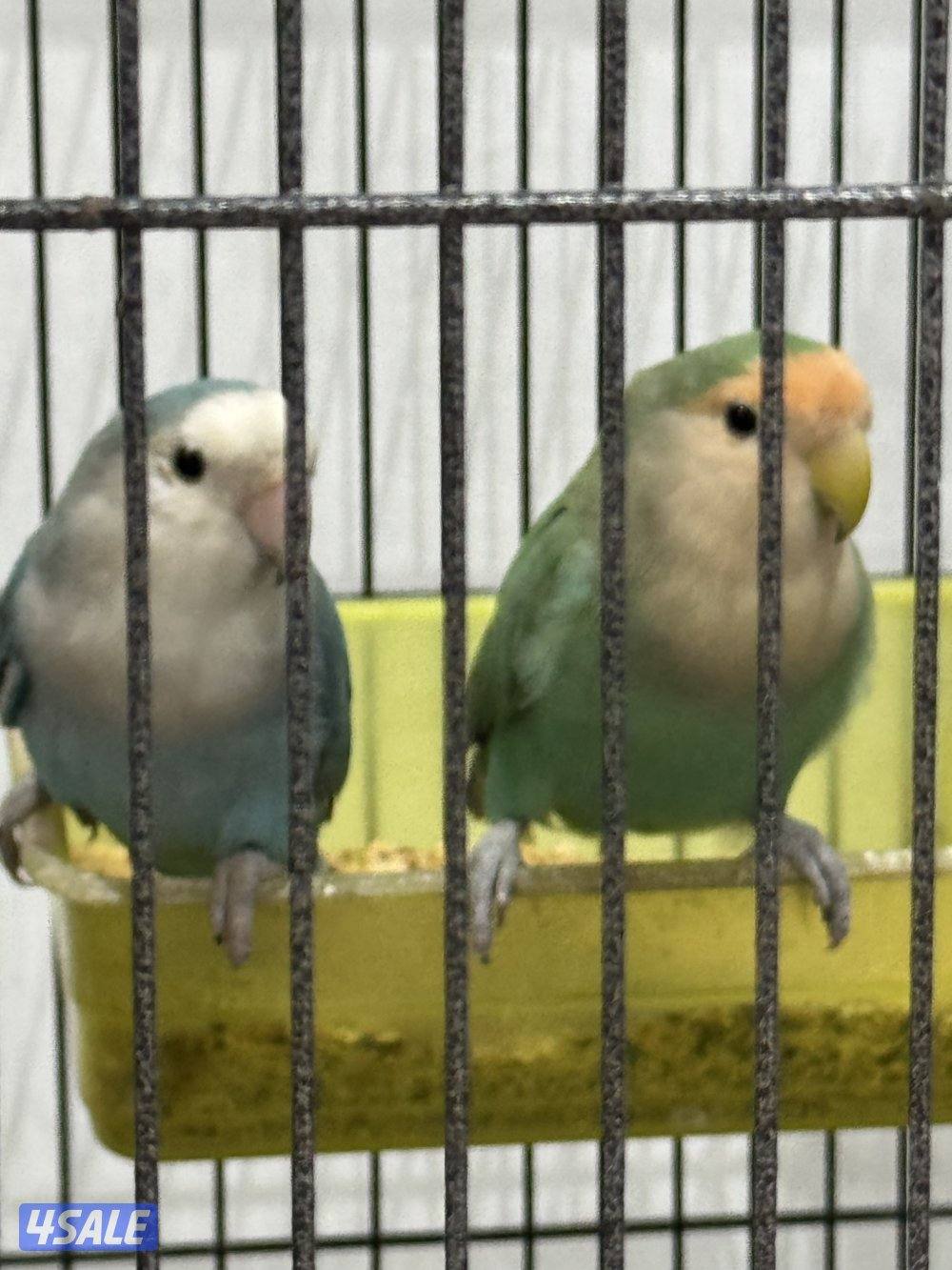 للبيع على ازواج لو بيرد5