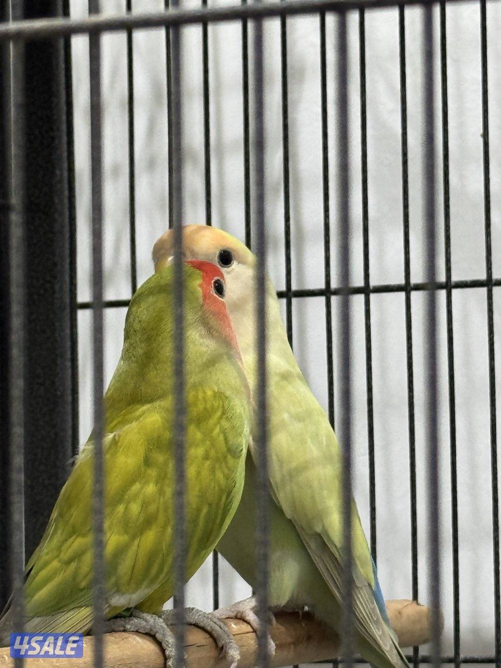 للبيع على ازواج لو بيرد6