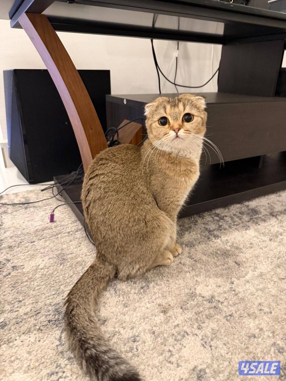 ذكر سكوتش فولد معقم بعمر سنتين، انثى سكوتش فولد بعمر سنة و نصف،0