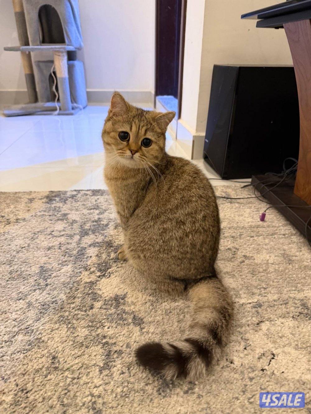 ذكر سكوتش فولد معقم بعمر سنتين، انثى سكوتش فولد بعمر سنة و نصف،2