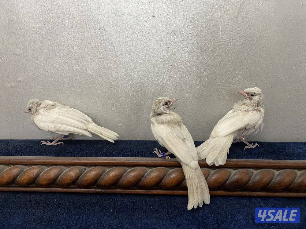 فروخ بلابل بيج افتح درجات البيج0