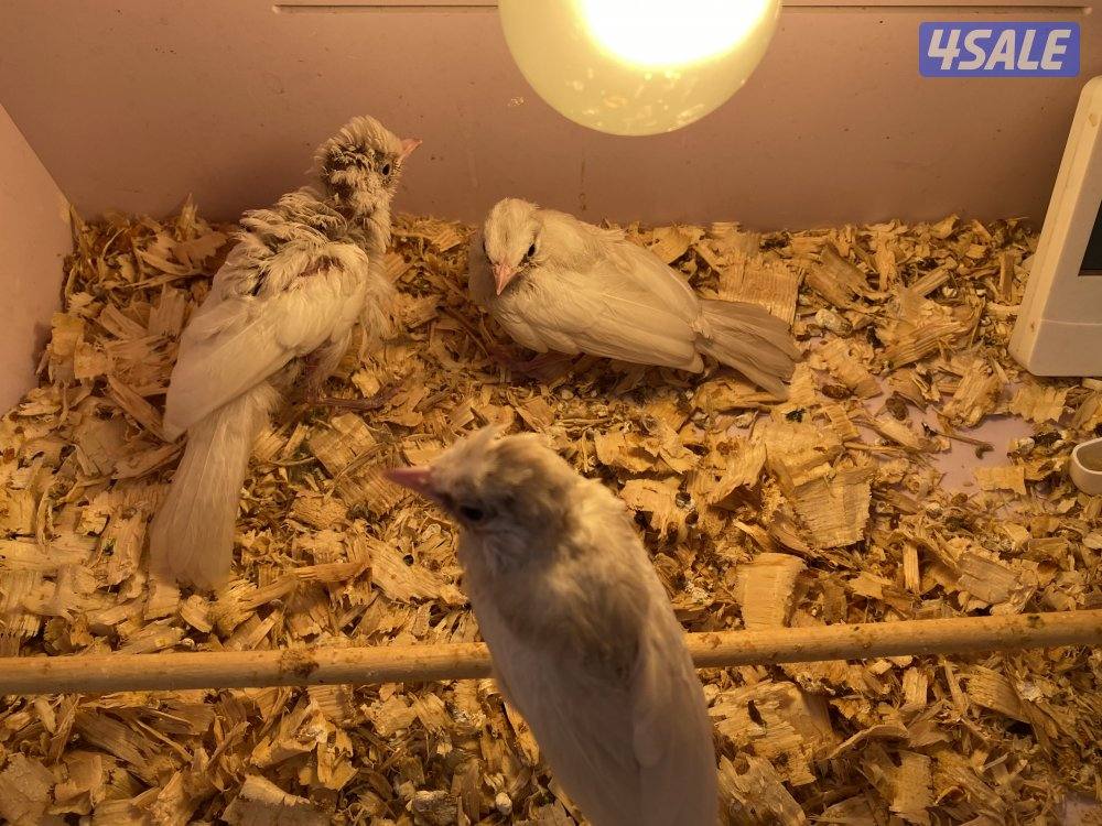 فروخ بلابل بيج افتح درجات البيج1