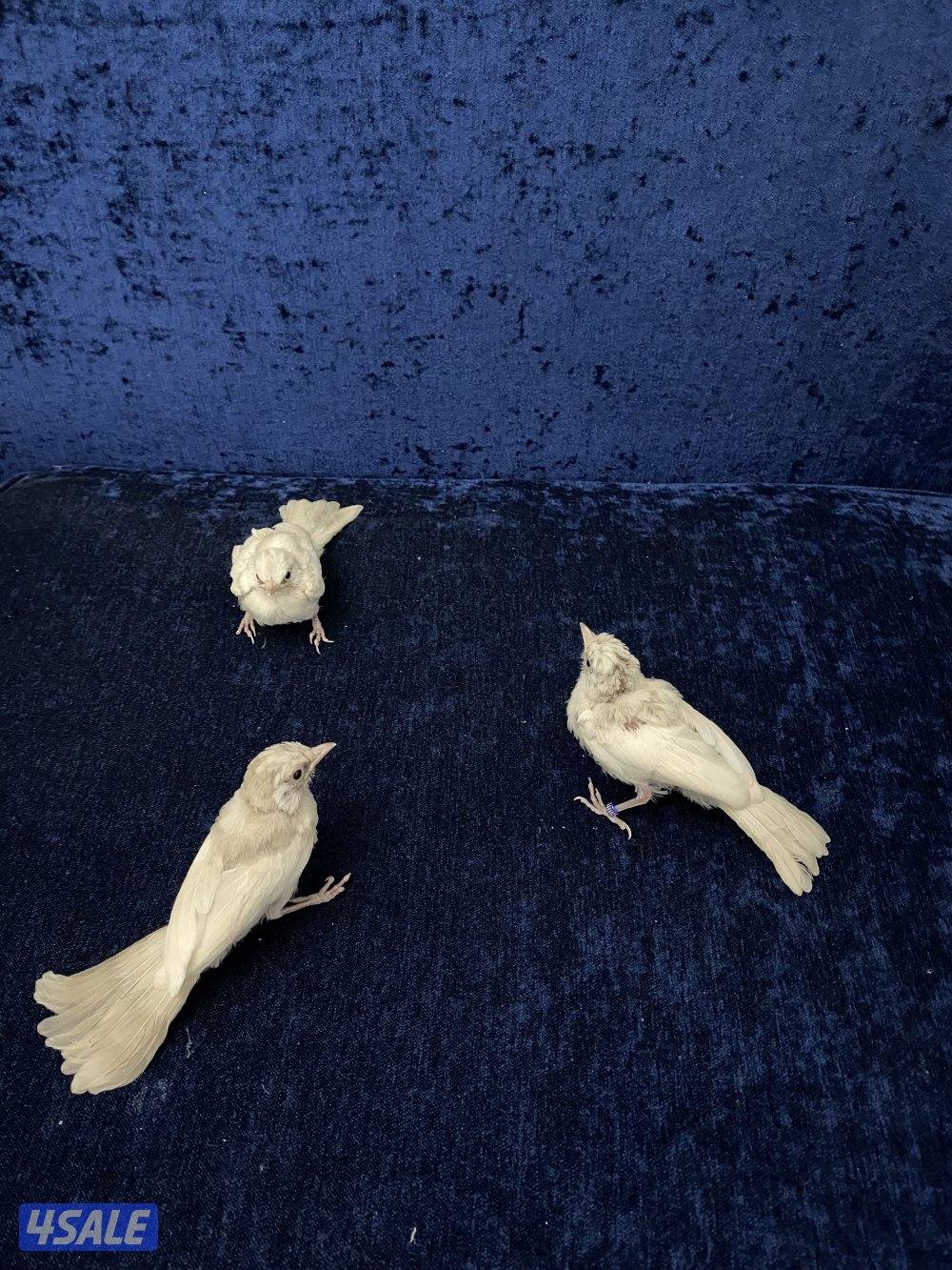 فروخ بلابل بيج افتح درجات البيج2