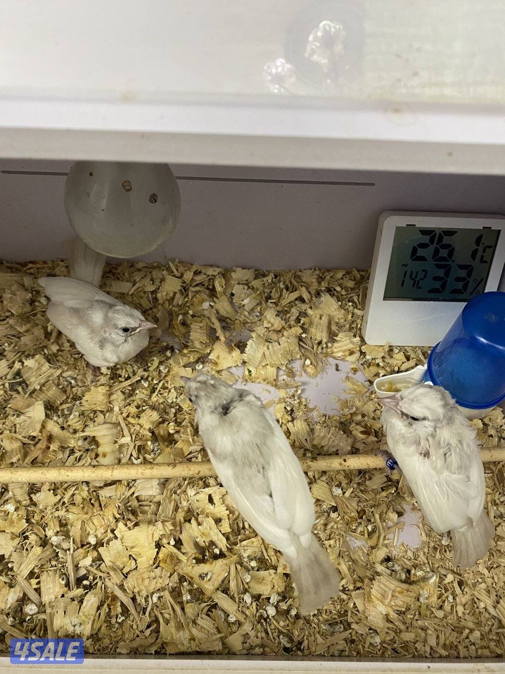 فروخ بلابل بيج افتح درجات البيج3