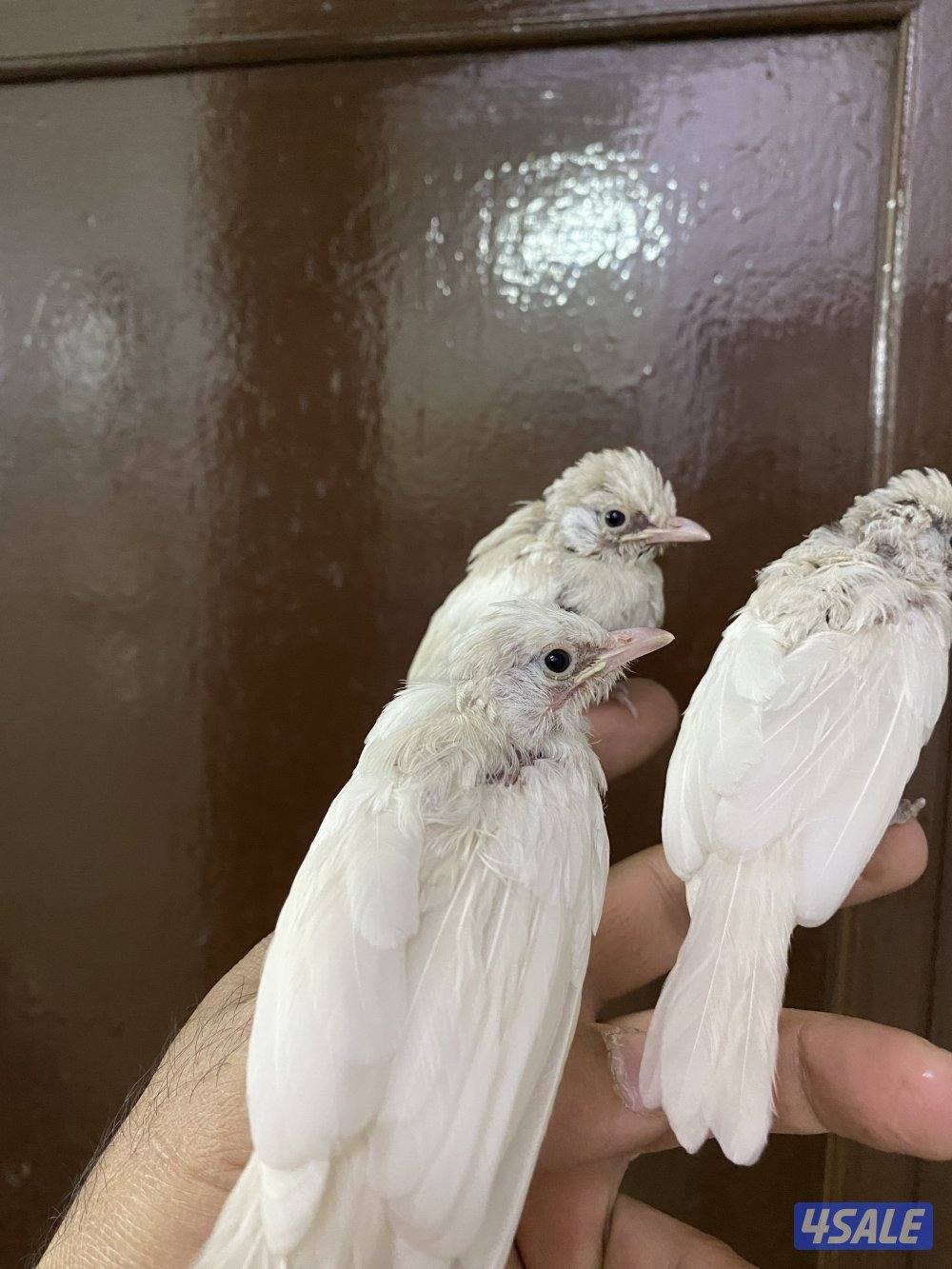 فروخ بلابل بيج افتح درجات البيج4