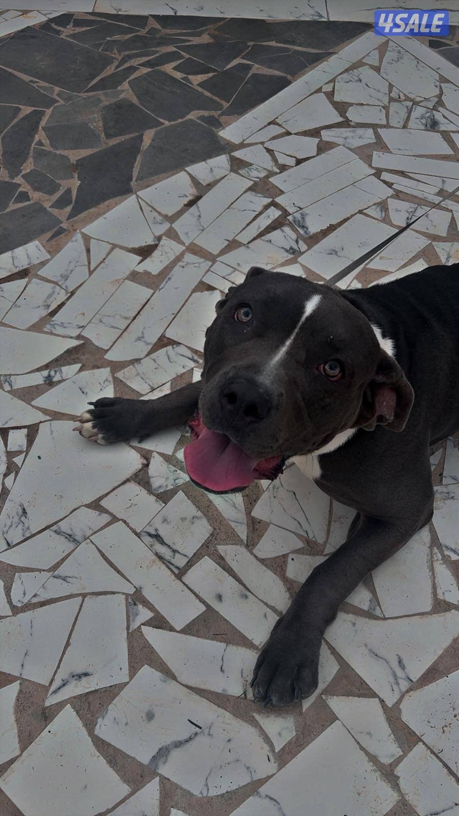 للبيع كلب بتبول Pitbull العمر 7 أشهر0