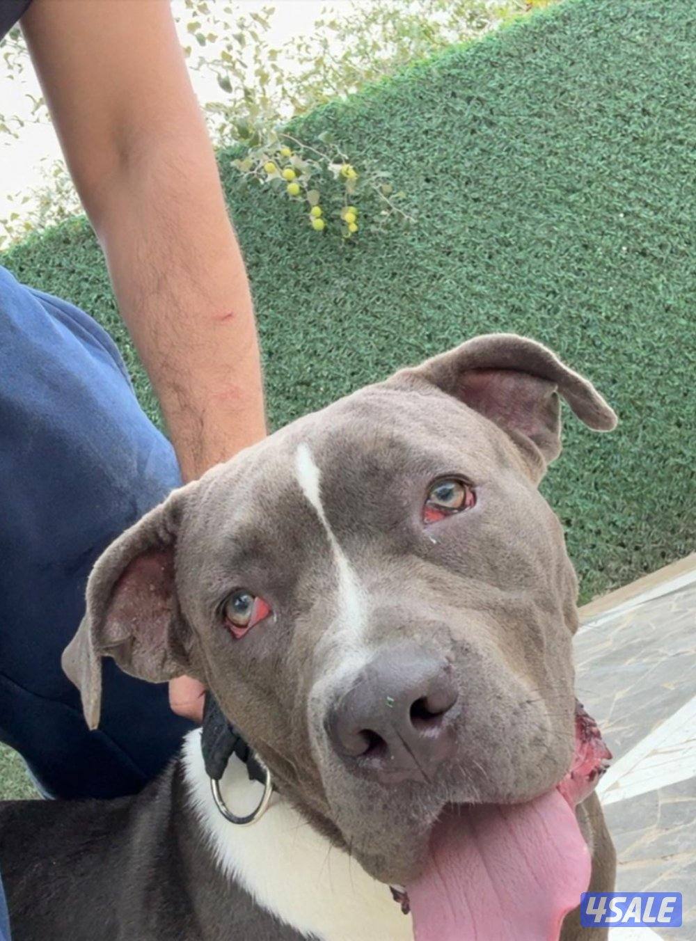 للبيع كلب بتبول Pitbull العمر 7 أشهر1