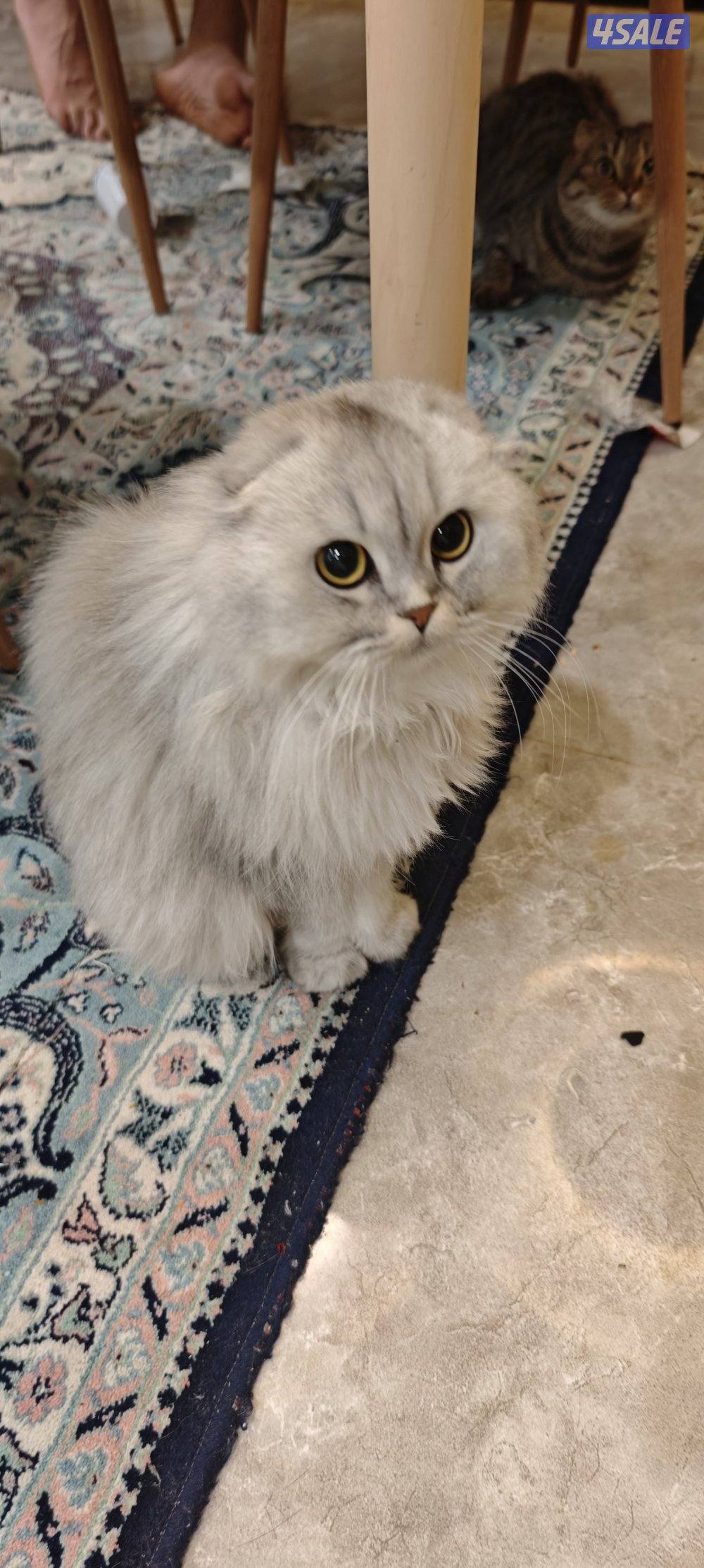 للتبني سكوش فولد لون هير1